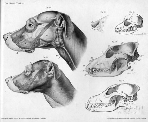 Doberman anatomy Canine Anatomy, Dog Skull, Head Anatomy, Dog Anatomy, Dog Skeleton, Animal Reference, Human Figure Drawing, Animal Anatomy, Animal Study