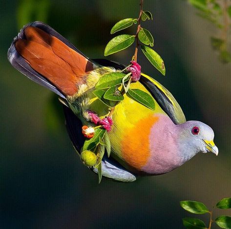 Pink Necked Green Pigeon, Green Pigeon, Pigeon Breeds, Birds In The Sky, Wild Animals Pictures, World Birds, Most Beautiful Birds, Kinds Of Birds, Nature Birds