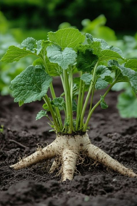 " 🌿🌱 Burdock is a powerful plant, but did you know its roots hold the most valuable benefits? Rich in nutrients and medicinal properties, burdock roots are prized for their detoxifying effects and are a key ingredient in traditional remedies. Whether you're into herbal medicine or looking to explore new natural wellness options, discovering the secrets of burdock roots can transform your approach to health.🌾💪 #BurdockRoots #HerbalMedicine #NaturalWellness #PlantBenefits" Buttered Noodles Recipe, Leftover Breakfast, Brunch Appetizers, Wild Foraging, Post Workout Drink, Best Chinese Food, Delicious Seafood Recipes, Plant Benefits, Best Mexican Recipes