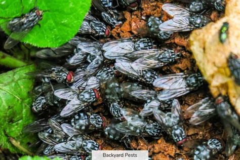 Find out why you have so many flies in your house or yard, how to identify them, and how to get rid of them #whatdoalotoflfliesmean #flyinfestation #howtokillflies #backyardpests Swarm Of Flies, Cayenne Pepper Plant, Garden Pests Identification, Killing Flies, Garden Pest Spray, Pest Spray, Fly Infestation, Flies Outside, Pest Control Plants