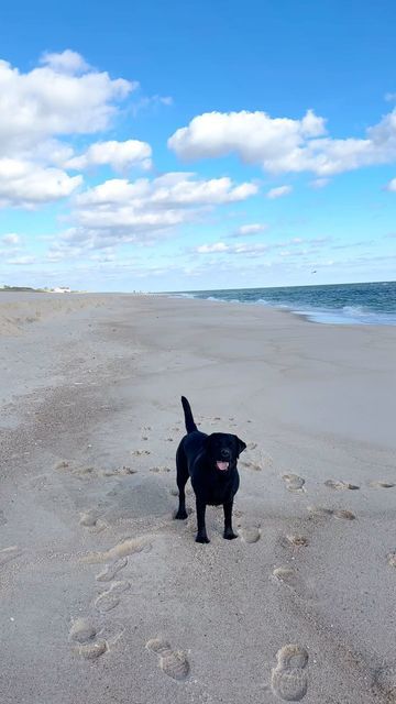 Puppy Necessities, Lab Dogs, Black Labs, Days Like This, November 3, Black Lab, Dog Photography, Southampton, Pet Dogs