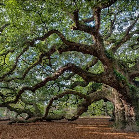 Oak Trees Landscaping, Angel Oak Trees, Osteogenesis Imperfecta, White Oak Tree, Angel Oak, Live Oak Trees, Oak Forest, Old Oak Tree, Giant Tree