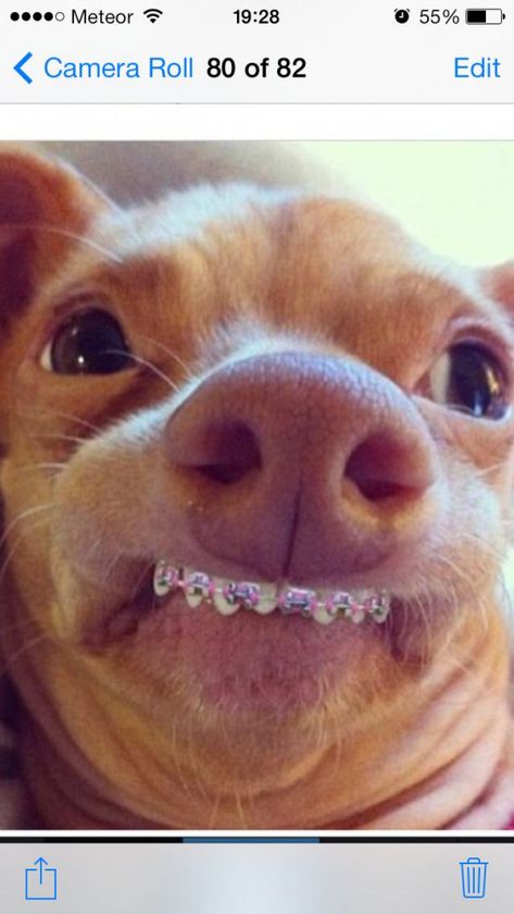 Cat With Braces, Baby Pink Braces, Animals With Braces, Braces Pink, Colored Braces, Tuna Dog, Pink Braces, Mom Haircut, Dog Crossbreeds