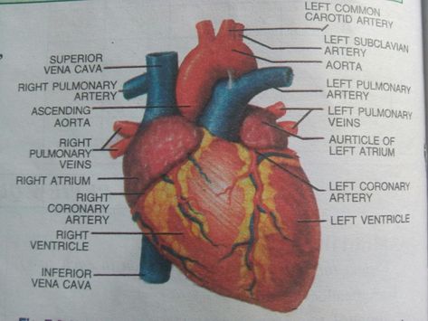 Structure Of Human Heart, Simple Heart Diagram, Realistic Heart Drawing, Anatomy Realistic, Diagram Of The Heart, Heart Anatomy Drawing, Human Heart Diagram, A Real Heart, Anatomical Heart Drawing