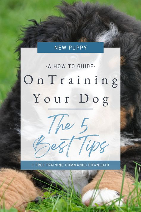 These 5 Training Tips you will help you achieve having the best behaved dog on the block. Learn training techniques, download our step by step guide to teaching 3 basic commands. All to keep you sane as a new dog parent and to see your new puppy happy, engaged and ready to learn! #dogtraining #dogobedience #dogtraininghacks #newdogparent #trainingtricks #canineenrichment #puppy advice Puppy Advice, Homemade Dog Toys, Dog Entertainment, All Types Of Dogs, Dog Commands, Pointer Puppies, Dog Diy, Dog Birthday Cake, Cheap Dogs