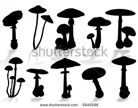 Fungi Images, Forest Silhouette, Shadow Silhouette, Plant Fungus, Forest Illustration, Silhouette Illustration, Animal Silhouette, Silhouette Portrait, Mushroom Art