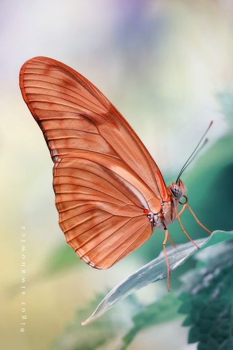 Photography community, including forums, reviews, and galleries from Photo.net Coral Butterfly, Iridescent Butterfly, Flying Flowers, Butterflies Flying, Beautiful Bugs, Butterfly Kisses, Butterfly Flowers, Colorful Butterflies, Butterfly Wings