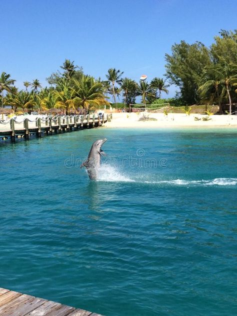 Dolphin Bahamas. Bahama blue lagoon dolphin paradise travel holiday encounter do #Sponsored , #affiliate, #Affiliate, #Bahama, #Dolphin, #lagoon, #blue Paradise Travel, Bahama Blue, Blue Lagoon, Holiday Travel, Bahamas, Dolphins, Paradise, Stock Photos, Water