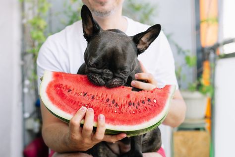 Fruit Dogs Can Eat, Foods Dogs Can Eat, National Watermelon Day, Watermelon Health Benefits, Watermelon Day, Watermelon Benefits, Bland Food, Fruit List, Vegan Dog