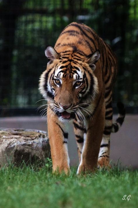 South China tiger young male - ZooChat South China Tiger, Panthera Tigris, Amur Leopard, Tiger Pictures, South China, Baboon, Tigers, China, Media