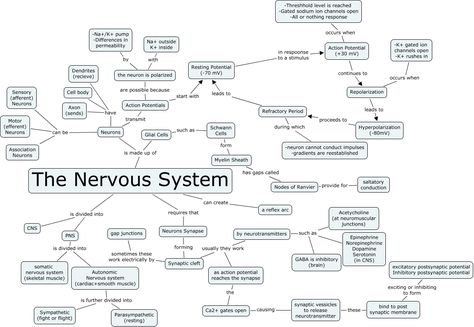 Action Potential Nervous System, Nervous System Concept Map, Nervous System Worksheet, Concept Mapping, Action Potential, Brain Nervous System, Concept Maps, Cells Worksheet, Glial Cells