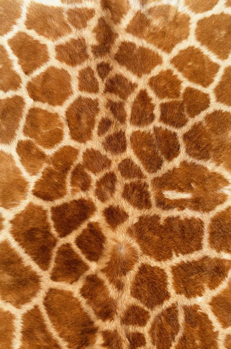 Fur Texture, Animal Print Wallpaper, Free Textures, Fabric Textures, Iphone Wallpaper Photos, Giraffe Print, Galaxy S4, Animal Skin, Print Wallpaper