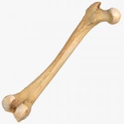 3D Human Femur Bone 01 Human Jaw Bone, Ethmoid Bone, Cat Bone Structure, Female Bone Structure, Structure Of Bone, Femur Bone, 3d Anatomy, Animal Anatomy, Anatomy Models