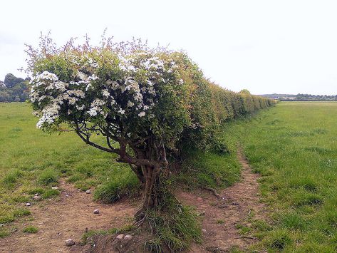 10 Reasons to Plant a Hedgerow - Tenth Acre Farm Hedgerow Fence, Types Of Shrubs, Living Fence, Building A Fence, Garden Shrubs, Wildlife Gardening, Wildlife Habitat, Backyard Projects, Trees And Shrubs