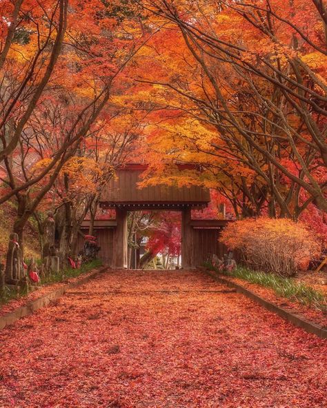 Japan Autumn, Paris Inspiration, Photos Of Japan, Places In Japan, Japan Guide, Shinto Shrine, Trip To Japan, Aesthetic Japan, Autumn 2022