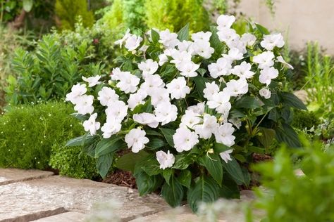 Pool Pots, Impatiens In Pots Combo, White Impatiens, Rockapulco Impatiens, Impatiens Hanging Basket, New Guinea Impatiens, South Facing Garden, Garden World, Garden Container