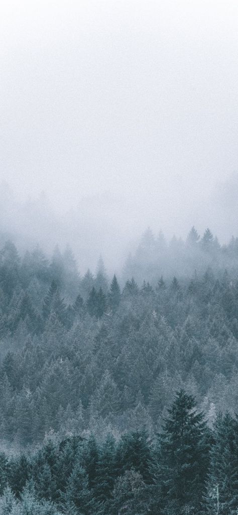 Free download the foggy icy green pine trees scenery wallpaper ,beaty your iphone . #tree #snow #forest #nature #usa #mountain #oregon #Wallpaper #Background #iphone Snow Wallpaper Iphone, Forest Wallpaper Iphone, Iphone Wallpaper Mountains, Trees Scenery, Viking Wallpaper, Tree Wallpaper Iphone, Snow Illustration, Iphone Wallpaper Winter, Pine Trees Forest