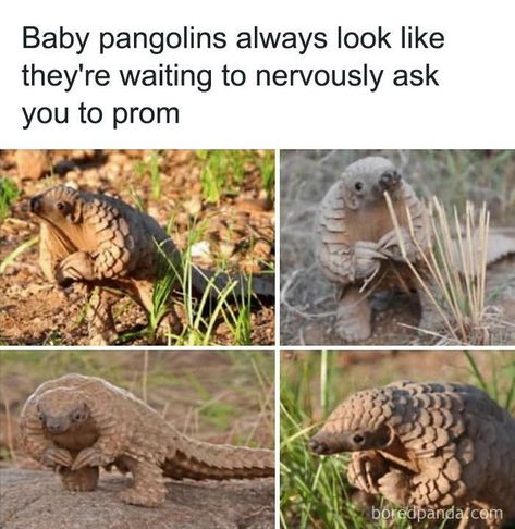 f you’re ever feeling down and looking for a quick way to brighten your day, there’s probably no better remedy out there than animal memes. Funny Baby Pictures, Funny Baby Memes, Baby Tumblr, Funny Pictures With Captions, Mom Memes, Baby Memes, Baby Animals Funny, Funny Animal Memes, Funny Animal Pictures