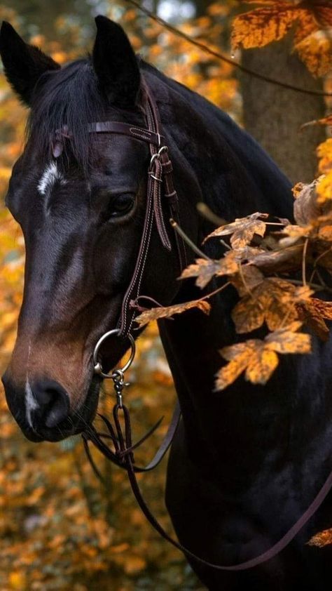 Horse Paintings Acrylic, Horse And Buggy, Horse Wallpaper, Horse Aesthetic, Western Riding, All The Pretty Horses, Majestic Animals, Equine Art, Pretty Horses