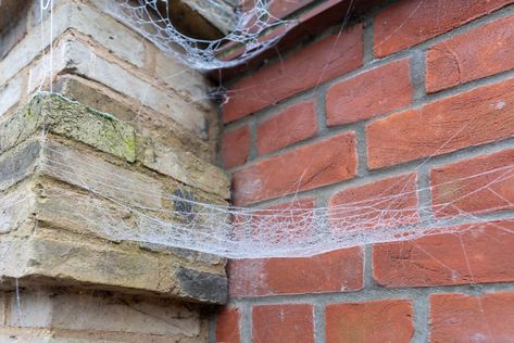 Outdoor Spider Repellent, Getting Rid Of Spiders On Porch, How To Get Rid Of Spider Webs Outside, How To Get Rid Of Spiders Outdoors, Spider Infestation, Natural Spider Repellant, Dangerous Spiders, Farm Facts, Spiders Repellent