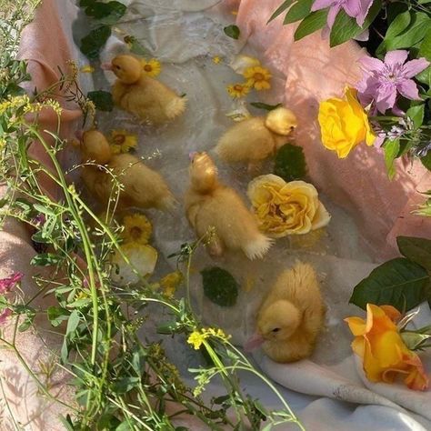 fragments/ figments - spring playlist (•̥́ᴗ•ૅू˳) Spring Playlist, Duck Photo, Cute Ducklings, Duck Gifts, Spring Background, Indoor Pets, Baby Ducks, Spring Aesthetic, Baby Chicks