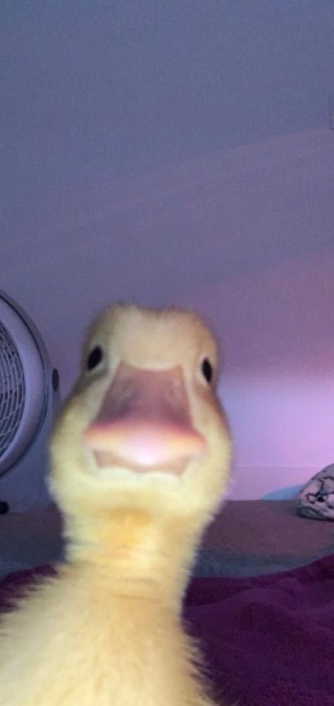 Duck face | Duck photo, Funny hamsters, Duck wallpaper Wallpaper Cat Funny, Cat Funny Wallpaper, Cat Funny Face, Names Cat, Duck Wallpaper, Duck Photo, Photo Funny, Funny Hamsters, Funny Reaction