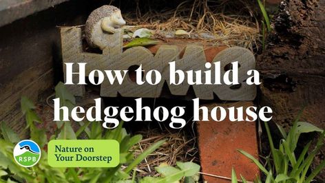 Diy Hedgehog House, Diy Hedgehog, Hedgehog Home, Hedgehog House, Garden Activities, Adorable Creatures, Save Nature, Attracting Beneficial Insects, A Hedgehog