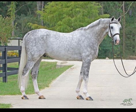 Dapple Grey Horses, All Horse Breeds, Horse Standing, Grey Horses, Warmblood Horses, Horse Games, Horse Coats, Horse Inspiration, Equestrian Center