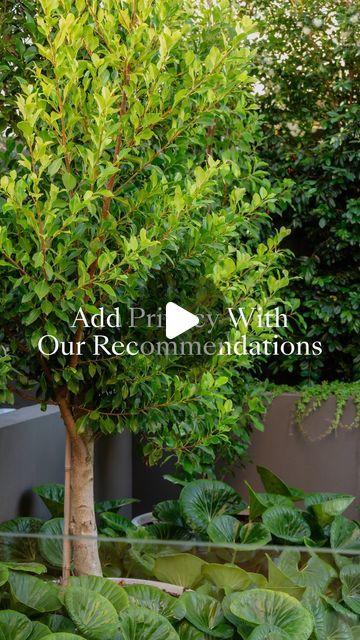 Evergreen Trees Direct on Instagram: "Looking to enhance your garden with trees that offer more than just privacy? 

Our curated selection features everything from the dense privacy of Ficus Hillii Flash to the elegant, silvery leaves of ‘Tolleys Upright’ Olive to also add a stunning backdrop to your garden to enjoy. 

Each tree has been chosen for its unique qualities: rapid growth, minimal upkeep, resistance to pests, or simply for their stunning beauty. 

Whether you desire a dense and lush hedge, a Mediterranean touch, or a resilient coastal screen, we have the perfect option for you." Lush Mediterranean Garden, Ficus Hillii, Garden With Trees, Evergreen Trees, Hedges, Lush, Flash, Trees, The Selection