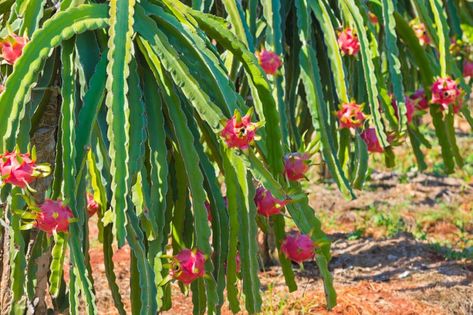 Where Does Dragon Fruit Grow? » Top Facts & Tips How To Grow Dragon Fruit, Dragon Fruit Tree, Dragon Fruits, Top Facts, Dragon Fruit Plant, Pineapple Planting, Pineapple Top, Fruit Wine, Wine Sale