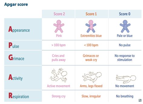 Pediatric Vital Signs Cheat Sheets, Pediatric Vital Signs, Newborn Assessment, Apgar Score, Stimulation Activities, Physical Therapy School, Paramedic School, Doula Care, Postpartum Nursing