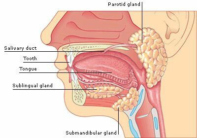 aasgaduli.blogspot.com: Saliva Mouth Digestive System, Mouth Anatomy, Salivary Glands, Muscle Diagram, Parotid Gland, Human Digestive System, Sistem Pencernaan, Human Body Organs, Head Anatomy