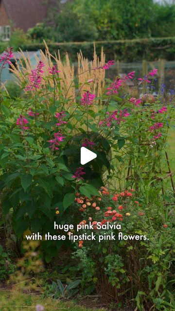 House & Garden Magazine on Instagram: "'At this time of year I start taking cuttings of salvias' says @clarefostergardens, our garden editor. And taking cuttings of these vibrant flowers to rejuvenate your plants for next spring is 'really, really, easy' she assures us. Here, she shows us how to do it, step by step. 

Follow the link in our profile for our full salvia guide. 

🎥 Alexandra Shamis" Salvia Plant, Garden Magazine, Vibrant Flowers, House Garden, Vibrant Flower, Green Thumb, Patio Garden, Pink Flowers, Do It