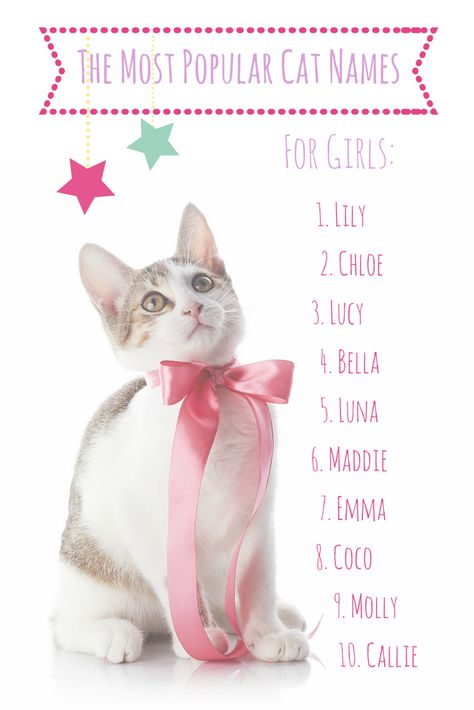 It's a GIRL — cat! 50% of this year's most popular lady cat names overlapped with baby names for girls. Can you guess which? Cat Names Girl Unique, Female Cat Names Unique, Kitten Names Unique, Kitten Names Girl, Kawaii Names, Girl Cat Names, Unique Cat Names, Cute Cat Names, Kitten Names