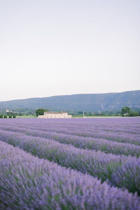 Read More: https://www.stylemepretty.com/2021/12/29/effortless-elegance-wedding-inspiration-in-provence-amongst-the-lavender-fields/ Lavender Field Aesthetic, Lavender Moodboard, Moodboard Images, Field Wedding, Elegance Wedding, Lavender Honey, Lavender Aesthetic, Lavender Field, Lavender Farm