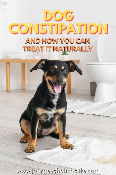 Dog Constipation and How You Can Treat It Naturally #dog #constipation Constipated Dog Home Remedies, Constipation Relief For Dogs, Dog Constipation Remedies, Constipation In Dogs, Essential Oils For Constipation, Constipation Relief Foods, Oil For Constipation, Constipated Dog, Gut Recipes