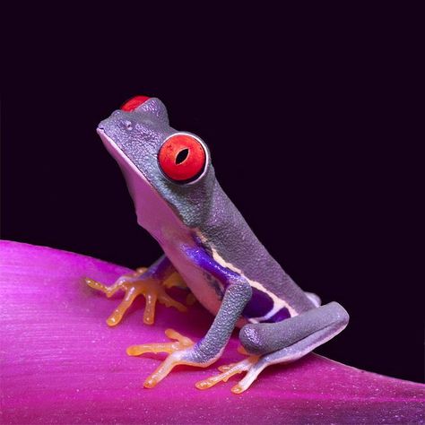 Land of cuteness on Twitter: "Purple cosmic frog.… " Red Eyed Frog, Frosch Illustration, Red Eyed Tree Frog, Frog Pictures, Purple Trees, Funny Frogs, Tree Frog, Frog And Toad, Tree Frogs