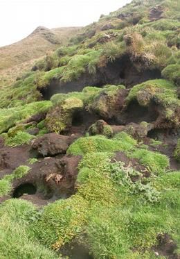 Natural Rabbit Habitat, Rabbit Warren, Rabbit Burrow, Rabbit Tunnel, Rabbit Nest, Rabbit Habitat, Camping With Cats, Large Rabbits, Wild Rabbit