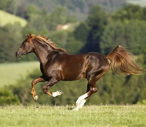 Liver Chestnut Arabian, Liver Chestnut, Horse Markings, Horse Coat Colors, Arabian Stallions, Horse Galloping, Horse Inspiration, Beautiful Arabian Horses, Most Beautiful Horses