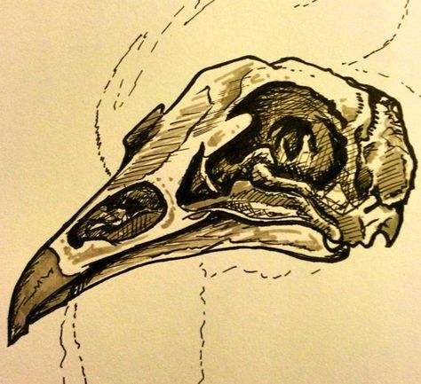 Cardinal Skull Tattoo, Buffalo Chicken Skulls, Rooster Skeleton, Bird Skull Sketch, Squirrel Skull Tattoo, Rooster, Tattoos