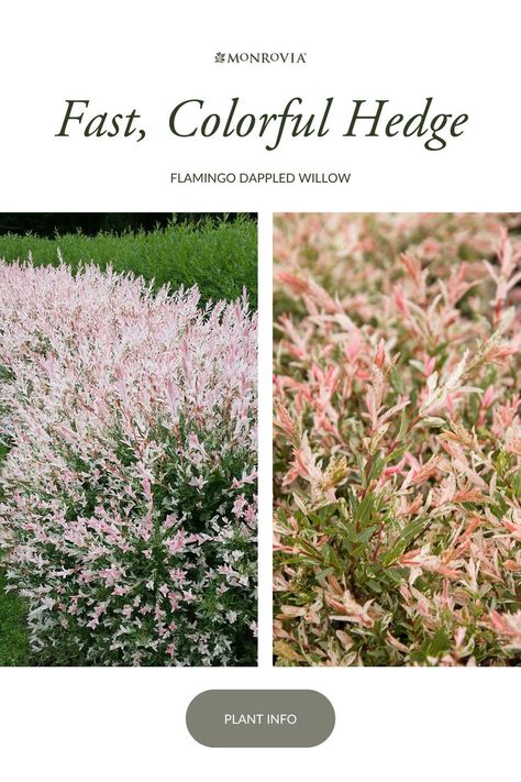 Flamingo Dappled Willow, Lilac Plant, Fast Growing Shrubs, Yellow Spring Flowers, Landscaping With Roses, Twig Dogwood, Dappled Willow, Blooming Plants, Plant List