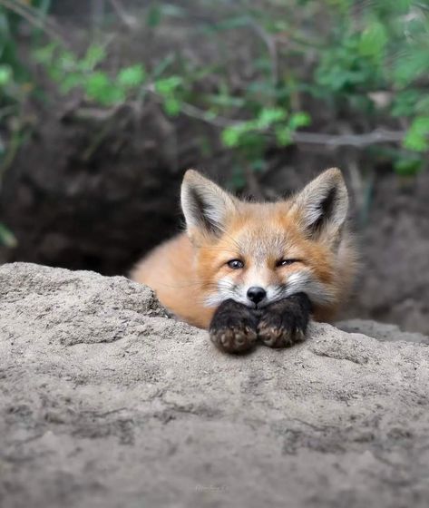 Red Fox Photography: Katie Roberts Katie Roberts, Fox Kit, Paw Drawing, Fox Artwork, Fabulous Fox, Fox Boy, Fox Drawing, Fox Pictures, Foxes Photography