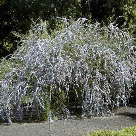 Buddleia alternifolia - Weeping arching Buddleia from china Buddleja Alternifolia, Beauty Bush, Gardening Zones, Butterfly Tree, Butterfly Bush, Vase Shapes, Foliage Plants, Trees And Shrubs, All Plants