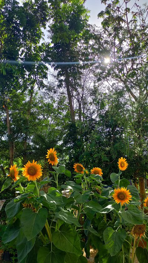 Sunflowers And Daisies, Flowers Photography Wallpaper, Flowers Yellow, Nothing But Flowers, Flower Therapy, Aesthetic Photography Nature, Photography Wallpaper, Beautiful Nature Pictures, Nature Aesthetic