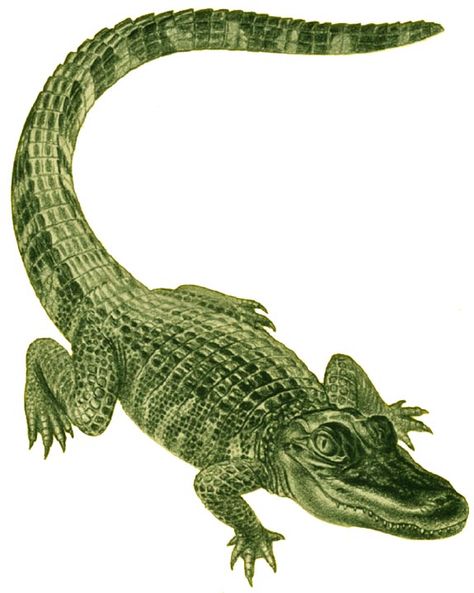 Alligator Tattoo, Crocodile Tattoo, Alligators Art, American Alligator, Canada Images, Shadow Art, Reptiles Pet, Crocodiles, Amphibians