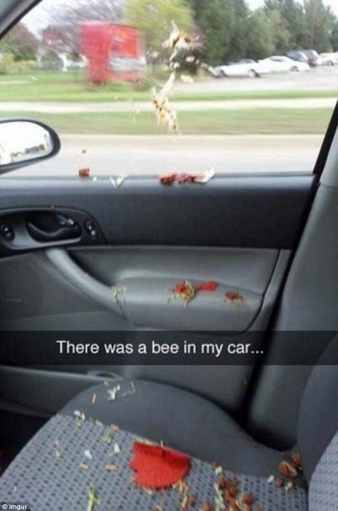 Funny Snapchats~ bee in my car Ultimate Fails, Funniest Snapchats, Funny Snapchat Pictures, Funny Snaps, Connie Springer, Hilarious Pictures, Snapchat Funny, Hashtag Relatable, Laughing So Hard