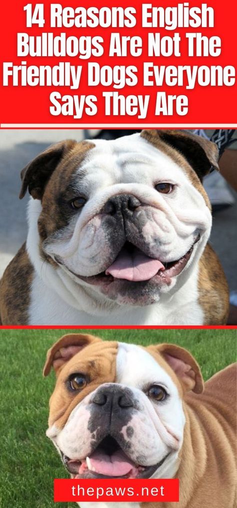 We think English Bulldogs are atrocious animals and not very friendly at all! You don't know the whole truth! Here are 14 reasons why. Funny Bulldog, English Bulldogs, Types Of Bulldogs, Bulldog Quotes Funny, Bulldogs English, Bulldog Quotes, English Bulldog Pictures, Teeth Humor, English Bulldog Funny