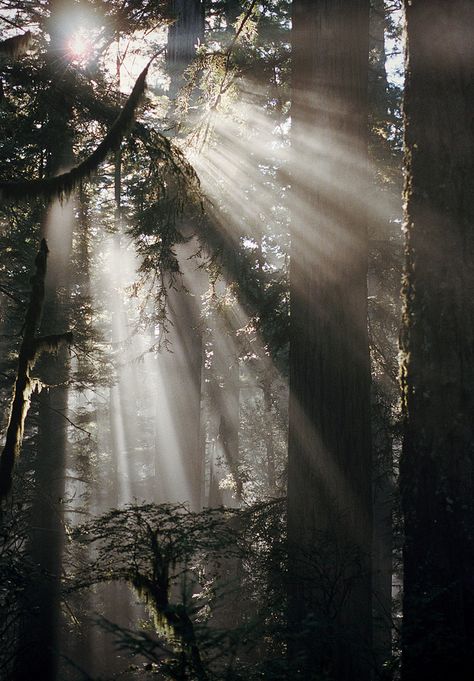 Foggy Forest, Redwood Forest, Forest Path, The Great White, Divine Light, Beautiful Forest, Chronicles Of Narnia, Gods Creation, Tree Forest