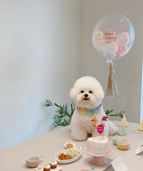 Dog Fashion Clothes, Bichon Dog, Bichon Frise Puppy, Dog Breeds List, Dog Birthday Cake, Maltipoo Puppy, Really Cute Puppies, Bichon Frise Dogs, Dog Cakes