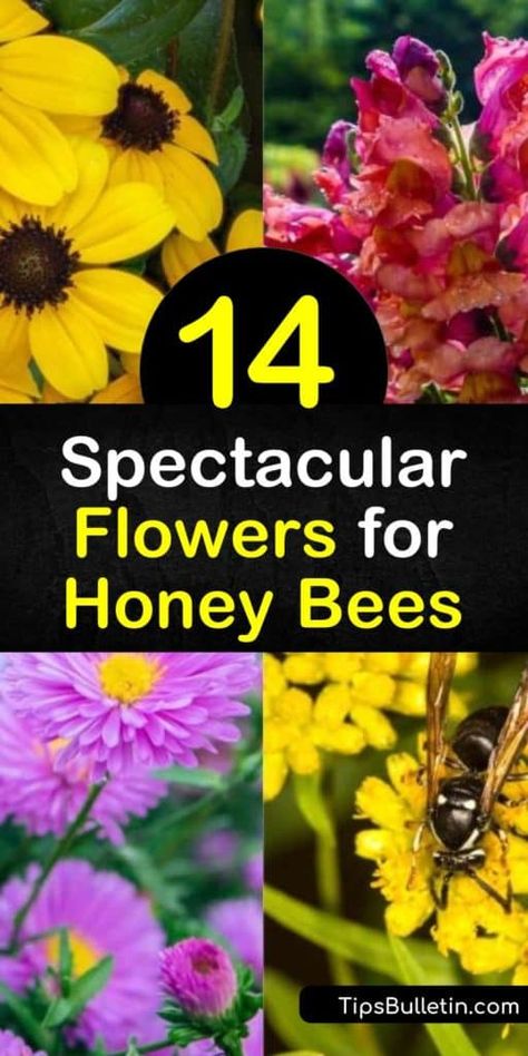 Attract Bees To Garden, Best Flowers For Honey Bees, Best Pollinator Flowers, Plants For Bees And Butterflies, Flowers For Bees And Butterflies, Bee Yard Ideas, Flowers For Honey Bees, Honeybee Flowers, Pollinating Plants